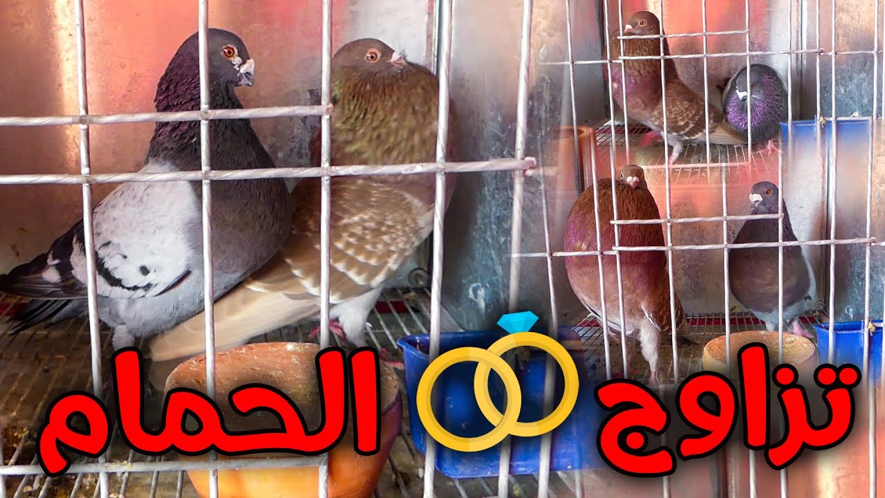 تزاوج الحمام بطريقة بسيطة أقل من (10 دقائق)