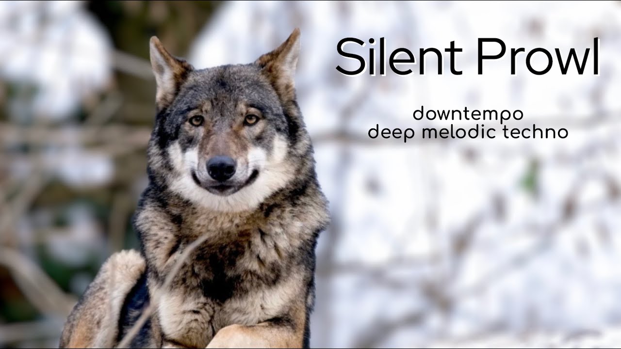 Silent Prowl | Atmospheric Melodic Techno • Deep House | Solitude