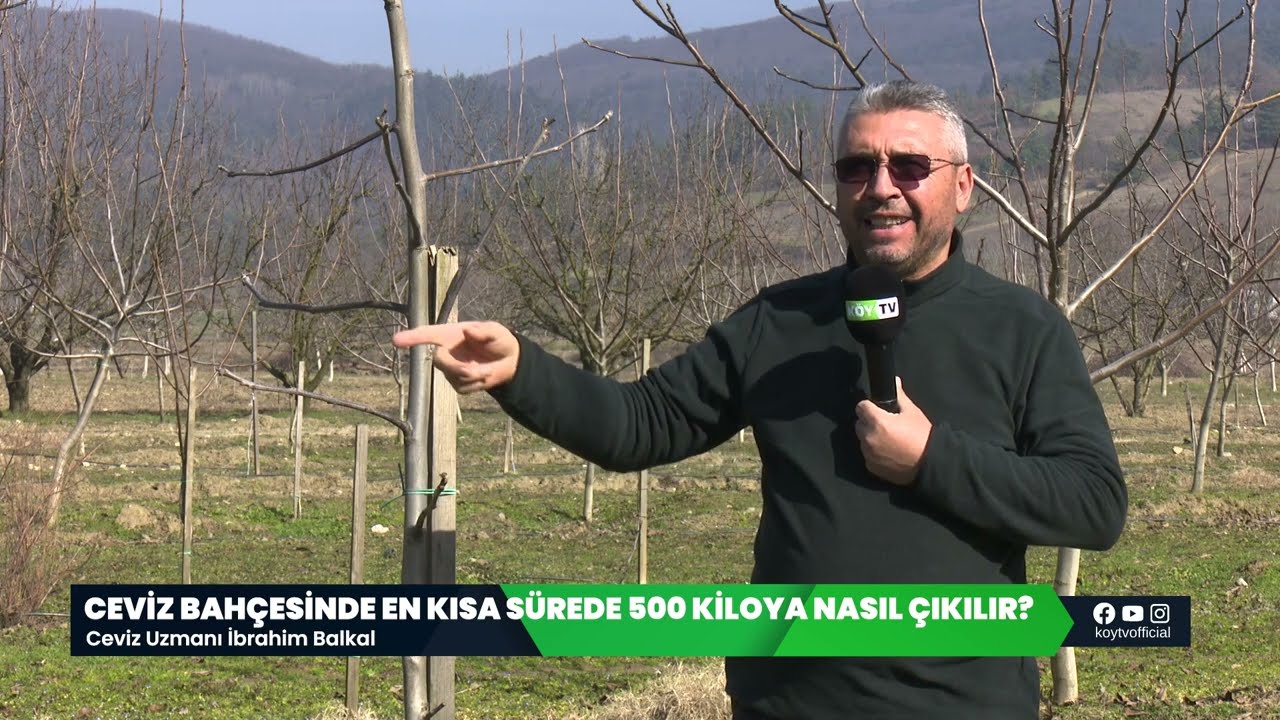 Cevizde En Kısa Sürede 500 Kiloya Nasıl Çıkılır?