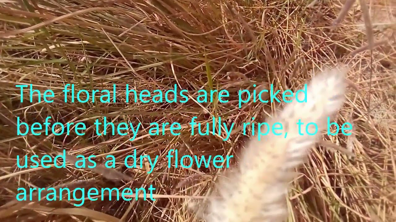 تعرف علي نبات الحَلفا Learn about Imperata cylindrica