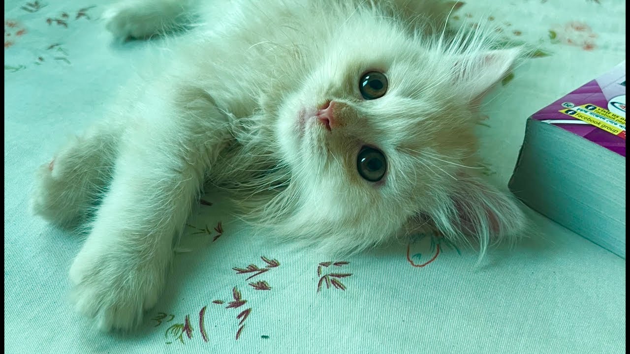 Cute Cat’sMom is live