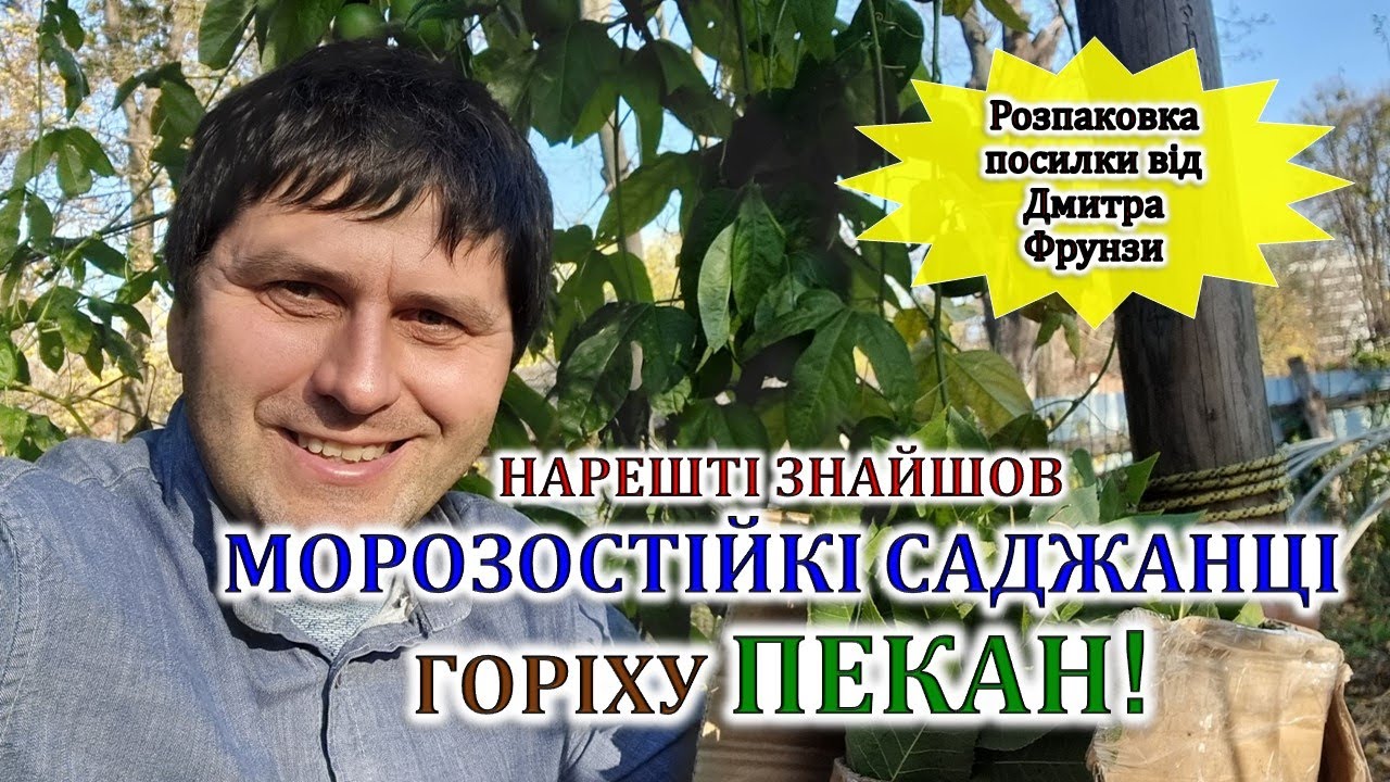 Нарешті знайшов морозостійкі саджанці пекану!