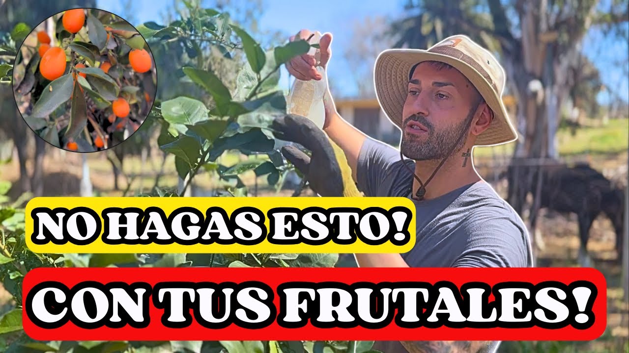 🚫 5 ERRORES FATALES que arruinan tu LIMONERO y frutales 🍋🌳