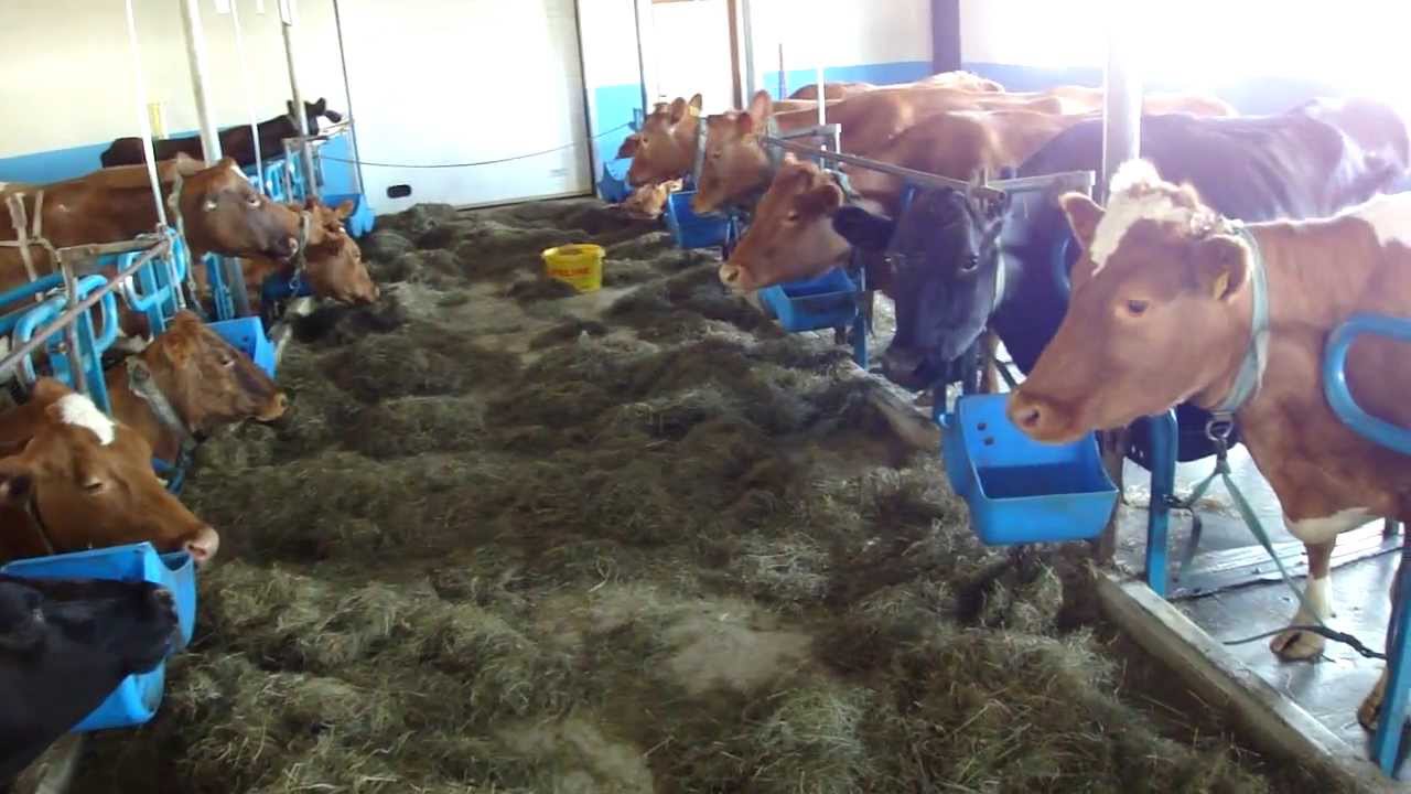 Cows at Vogafjos Cowshed, Myvatn, Iceland