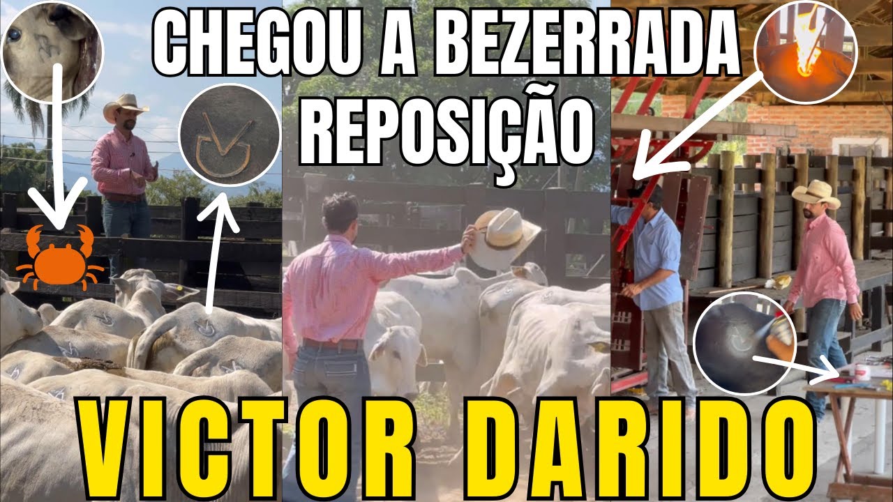 5 ETAPAS DO PROTOCOLO DE RECEPÇÃO DO GADO. VICTOR DARIDO #victordarido #pecuaria