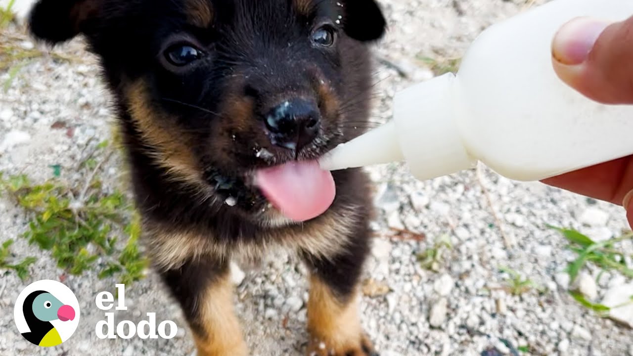 Cachorro abandonado se acerca a una estudiante extranjero y le pide ayuda | Dodo Héroes | El Dodo