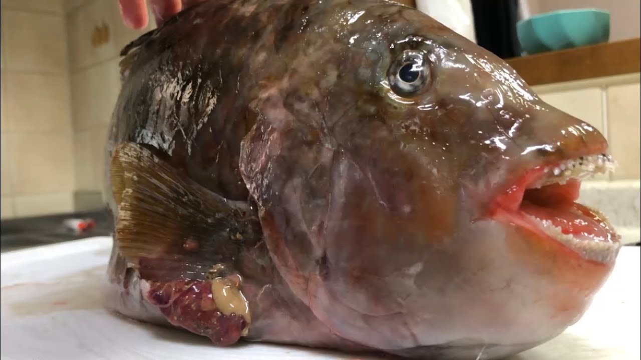 無数に歯がある魚。コイツが激ウマすぎた。