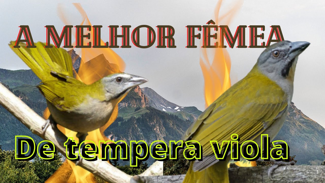 Esquente seu tempera viola com a melhor fêmea