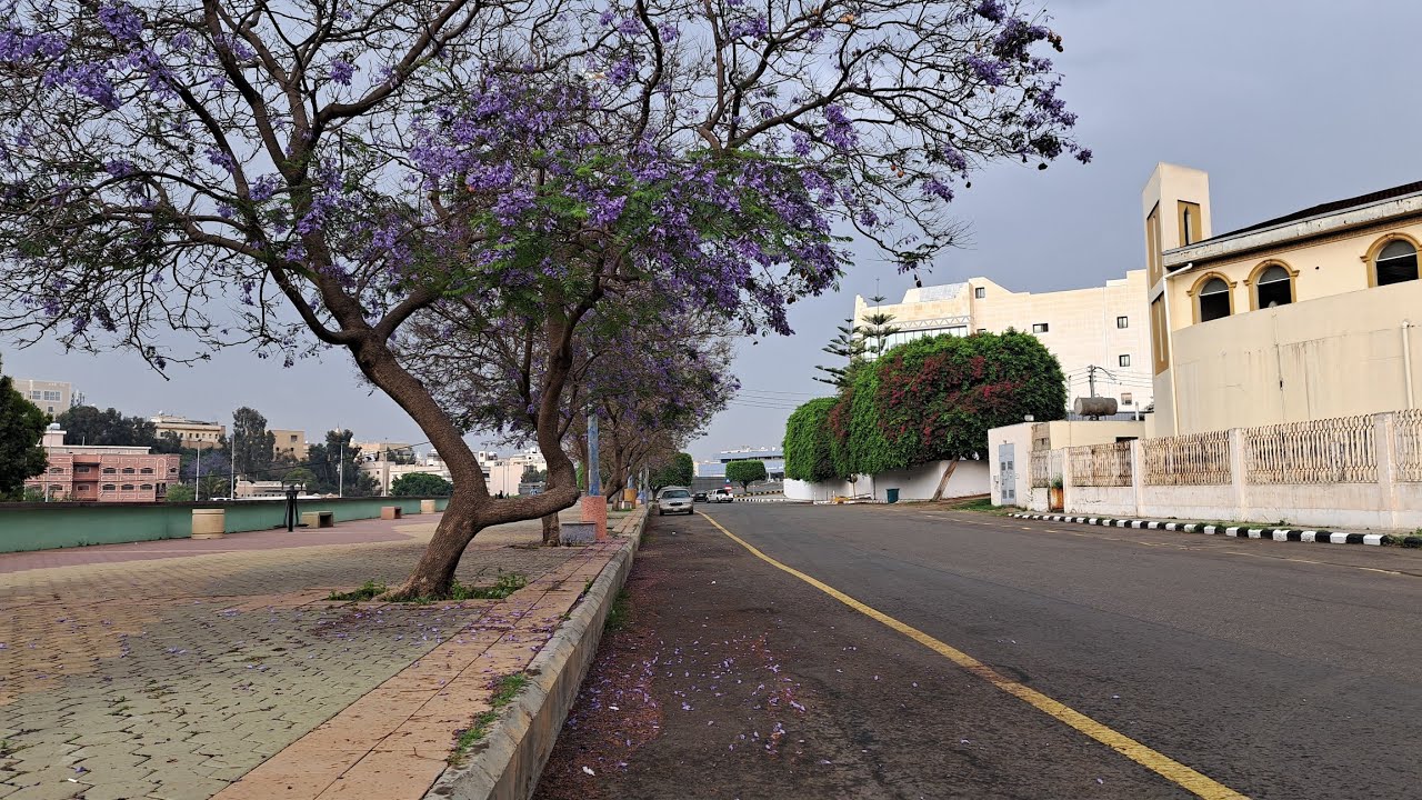 أجواء أبها أمس 🌩🌧 وزهرة الجاكرندا الجميلة تعلن الرحيل💜🥺#saudiarabia