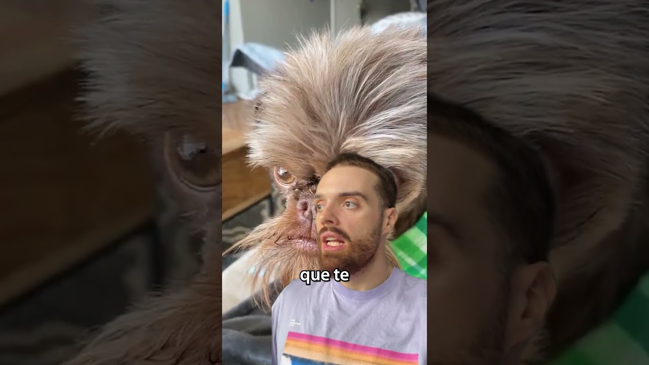 &iquest;Me parezco a este perro?