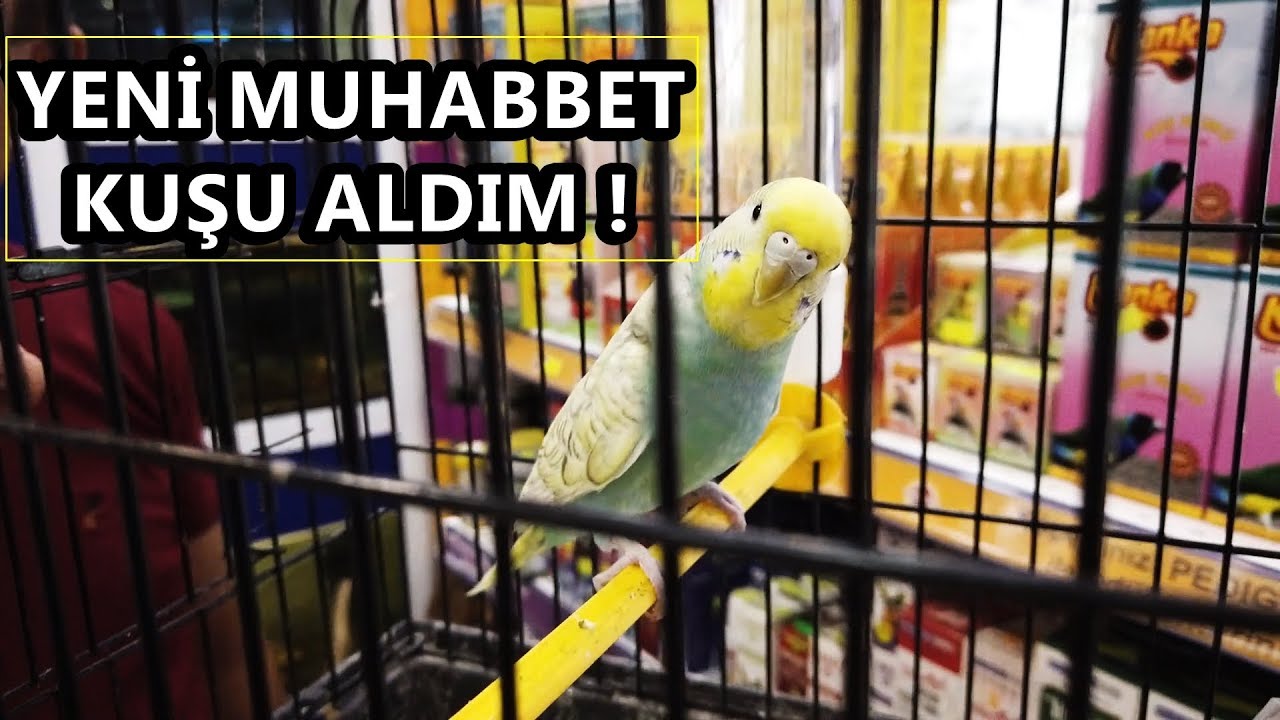 YENİ MUHABBET KUŞU ALDIM ( ÇİFTLEŞİRLER  Mİ ? )