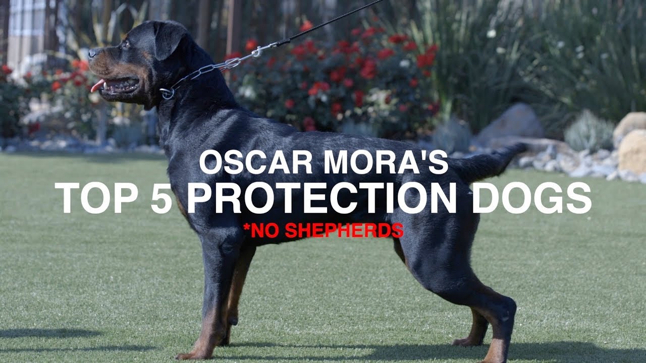 TOP 5 PROTECTION DOG BREEDS (NO SHEPHERDS): OSCAR MORA
