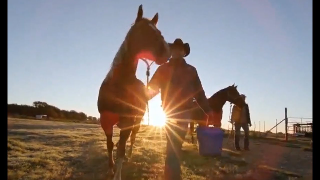 SANIDADE DA GESTACAO AO CAMPEAO CAVALO CRIOULO EM DEBATE 290322