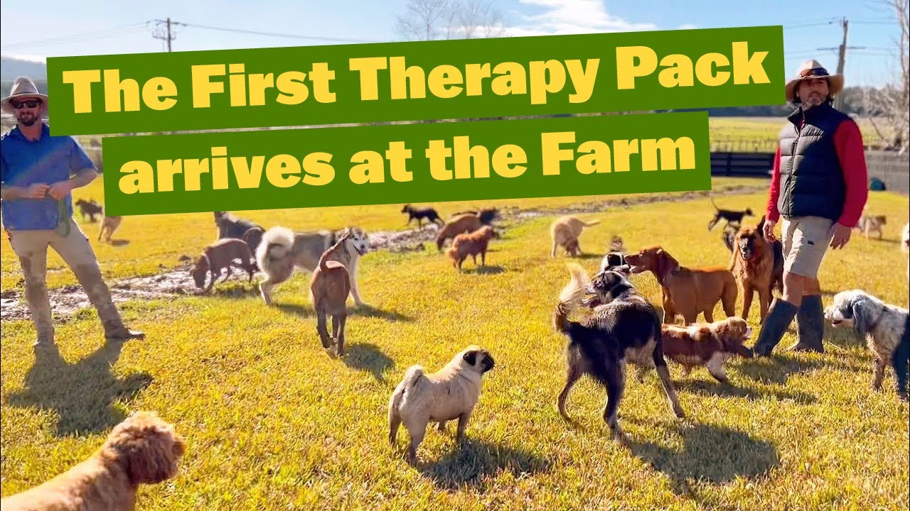 The First Therapy Pack have Arrived at the Farm