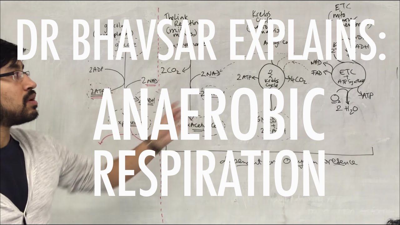 Anaerobic Respiration