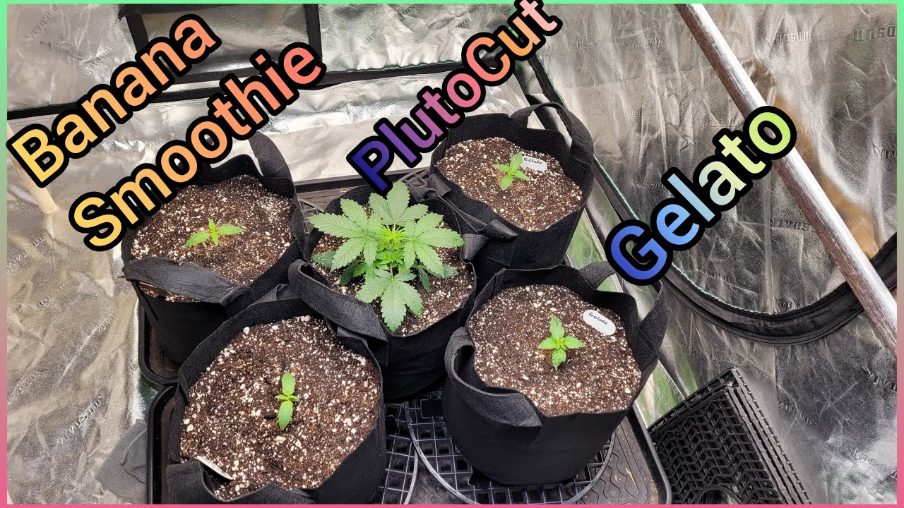 The Friendly Grower - Banana Smoothie, Pluto Cut & Gelato autoflower