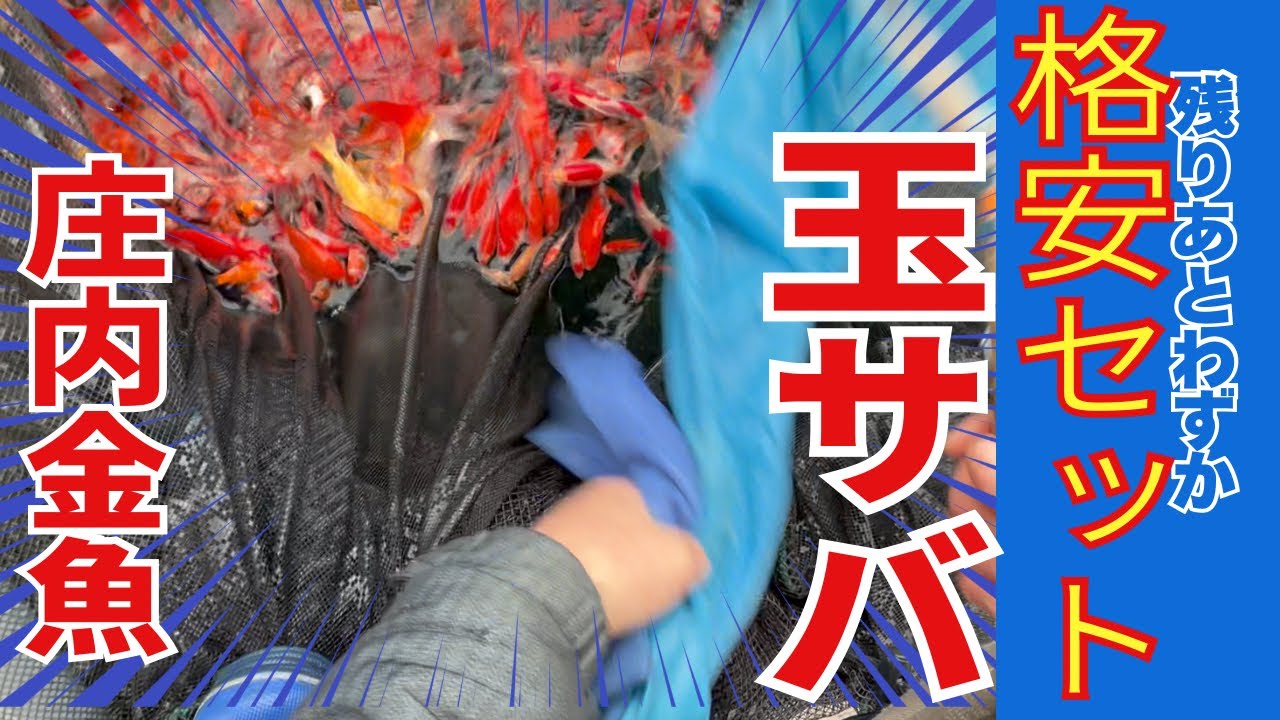 庄内金魚と玉サバの金魚#アクアリウム #koi #塩田養鯉場 