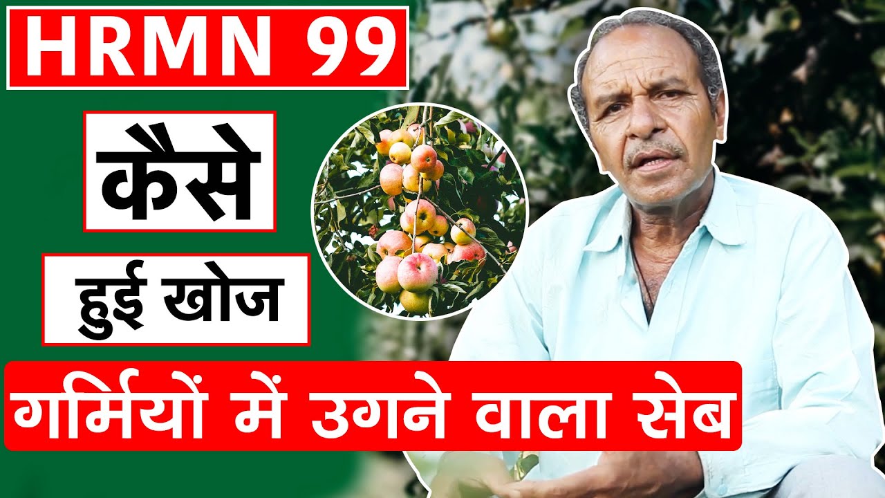 HRMN 99 की कैसे हुई खोज | Hariman Sharma से जानकारी | How Hariman 99 Apple was discovered?