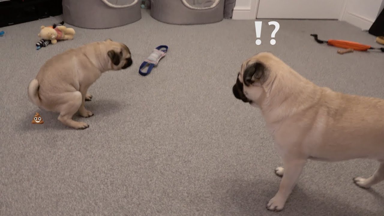 Winston the Poop Machine!