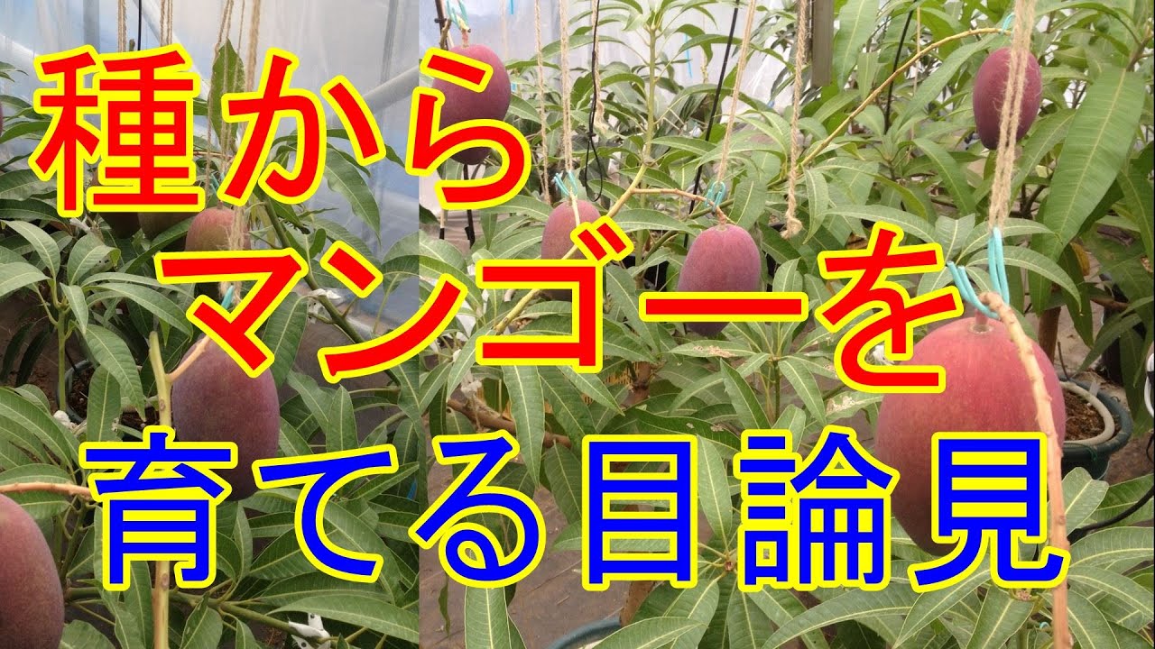 種からマンゴーを育てる目論見