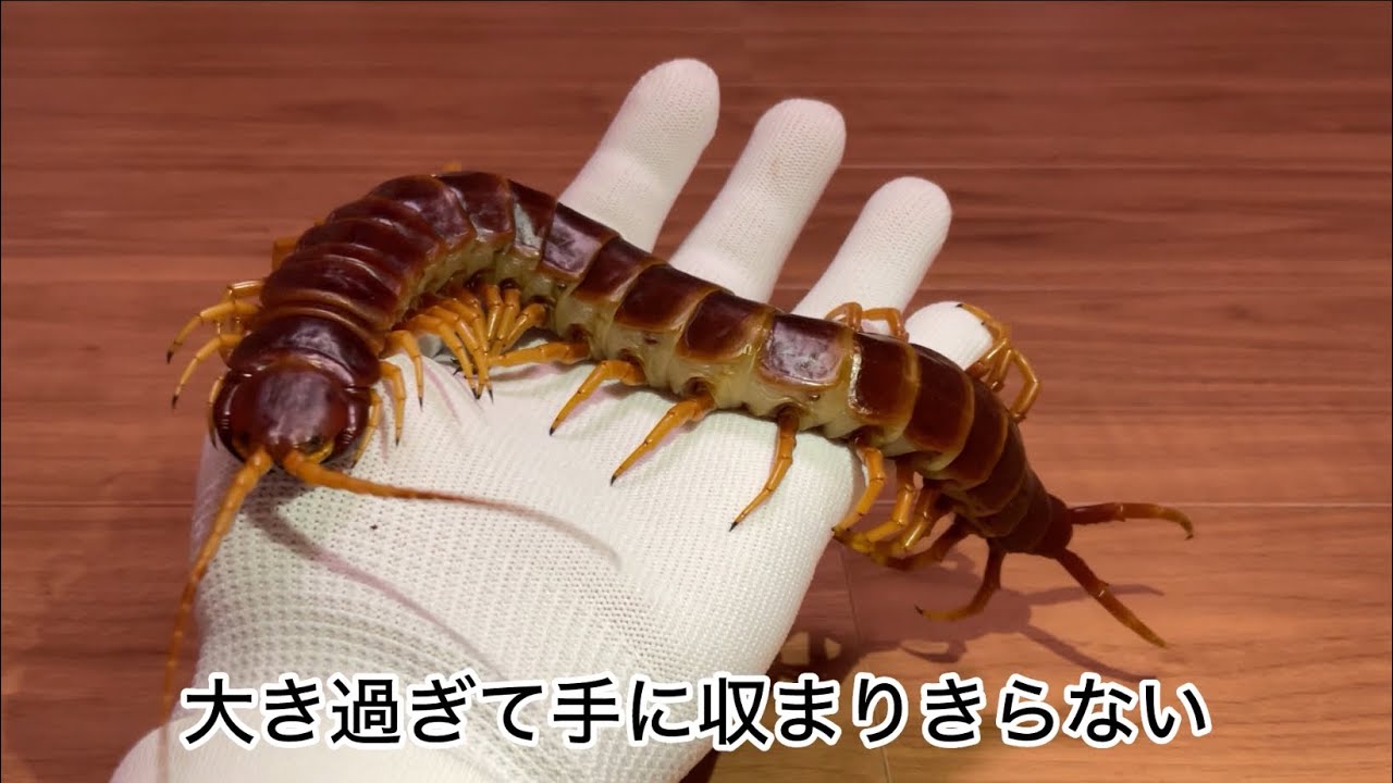 【毒牙注意】手に乗せて分かるムカデの大きさ