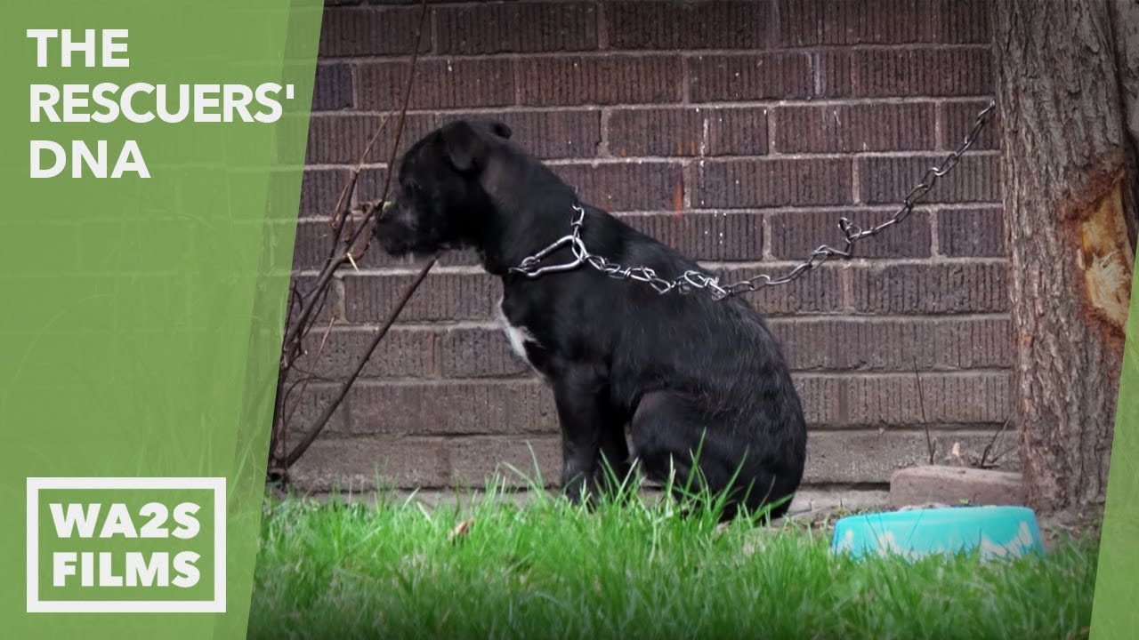 Chained Dogs Everywhere in Detroit As WA2S Films Reports To Dog Saviors Team EP #21 The Rescuers DNA