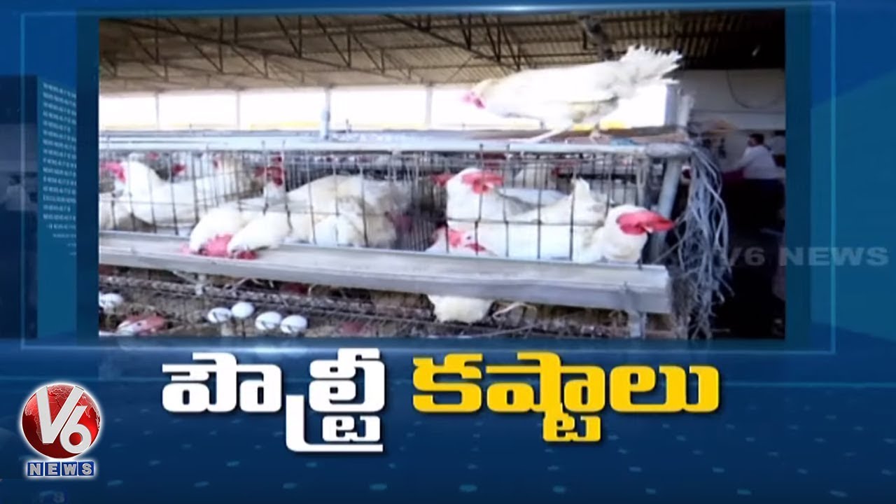 Ground Report On Poultry Farming Problems | V6 Telugu News