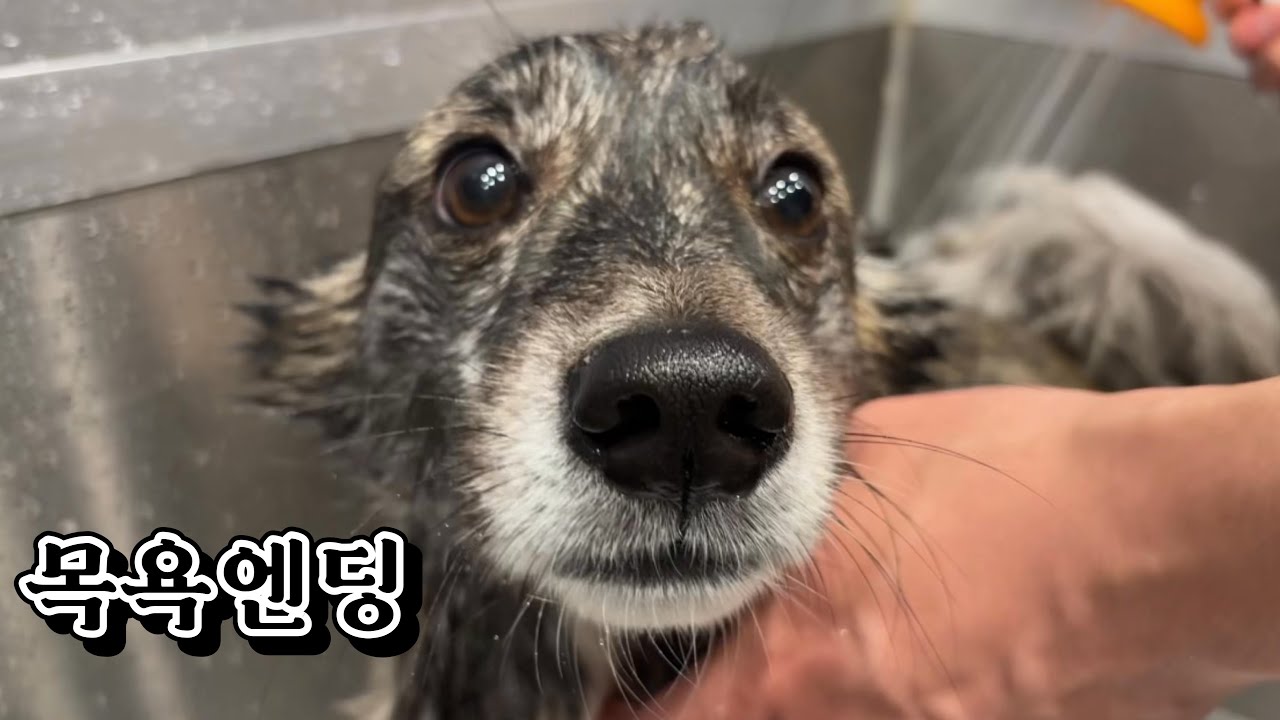 [VLOG] 이러는게 어딨어여..? 갑자기 목욕이라니 ????? | 신혼부부&강아지 브이로그 