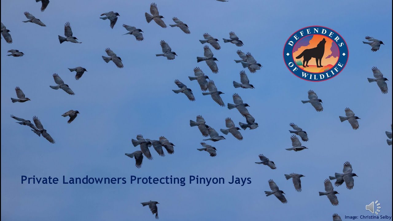 Protect Pinyon Jays