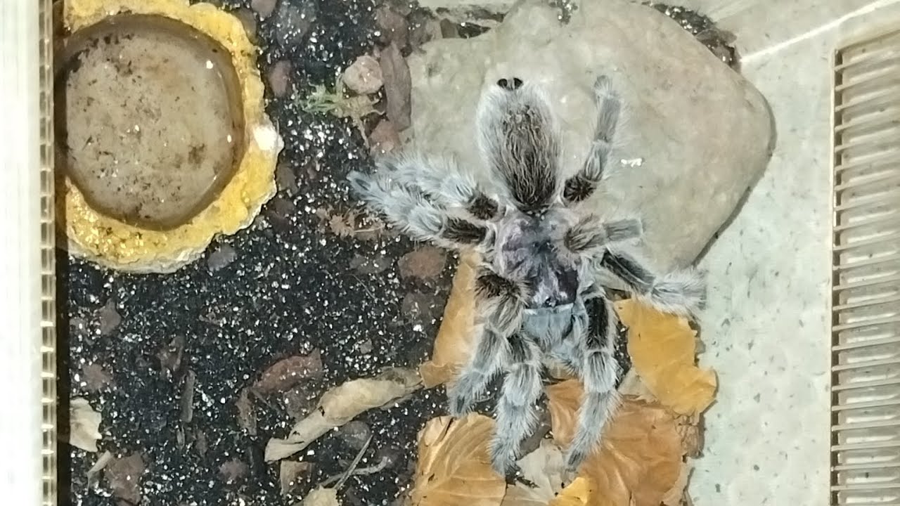 Rehousing my Grammostola rosea again (intro was deleted by accident.)