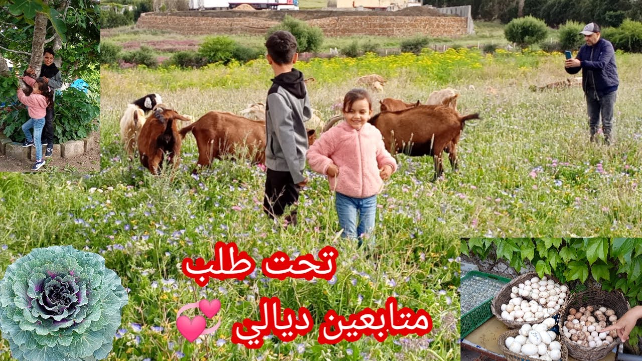 جولة في منطقة سيدي حساين مدينة طنجة❤️تحت طلب متابعين ديالي💞 أرض كبيرة موقيع رائع للبيع في سيدي حساين