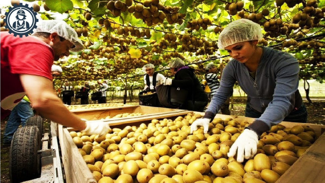 Harvesting And Processing Kiwi | The Food Factory
