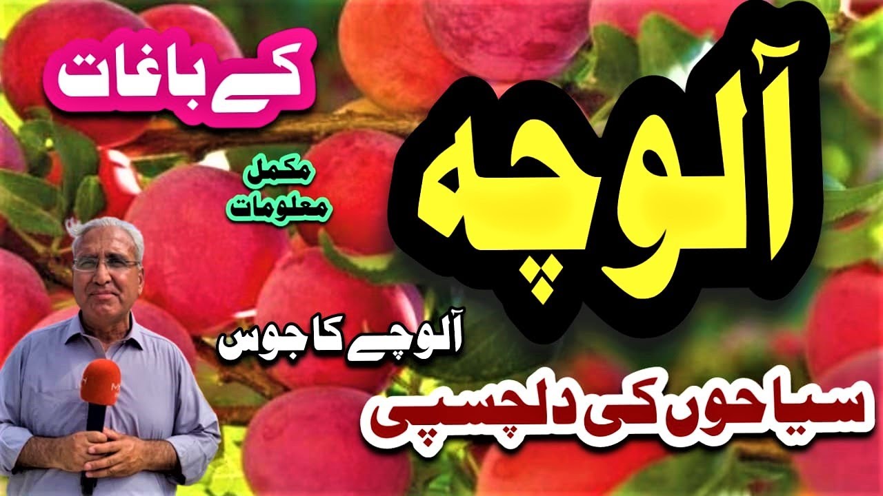 Tourists Attract Plums Fruit Orchards in Swat | What is the Production of Plum How Many Types