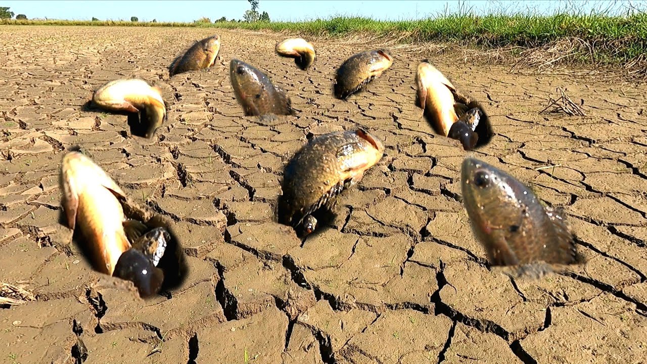 unique  ! Catch a lot of fish in the rice fields near the village.