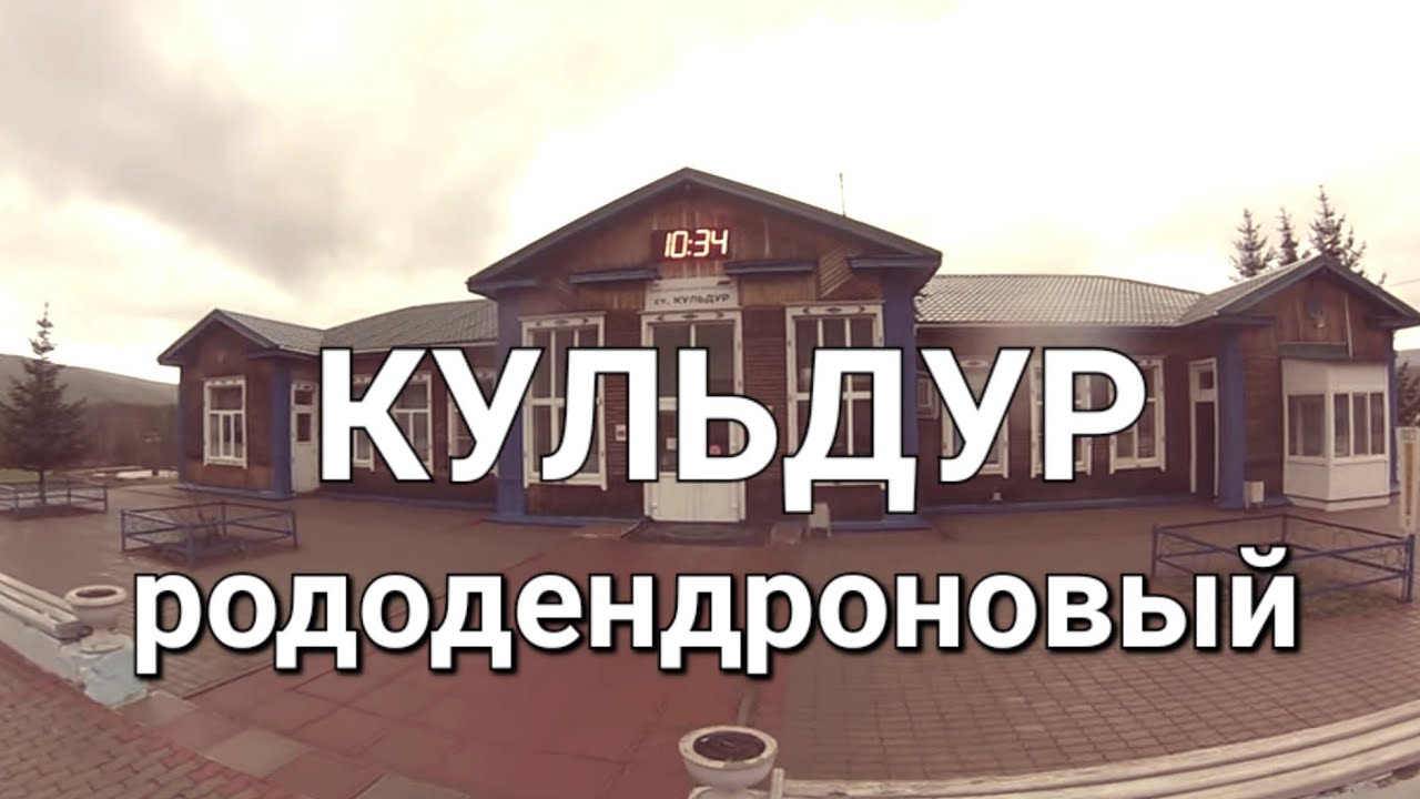 ЕАО. Кульдур. Прогулка по поселку. Рододендроновый рай!