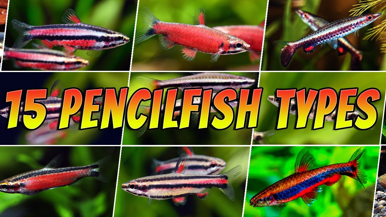15 Rare & Common Pencilfish - Top Aquarium Nannostomus Pencil Fish Types