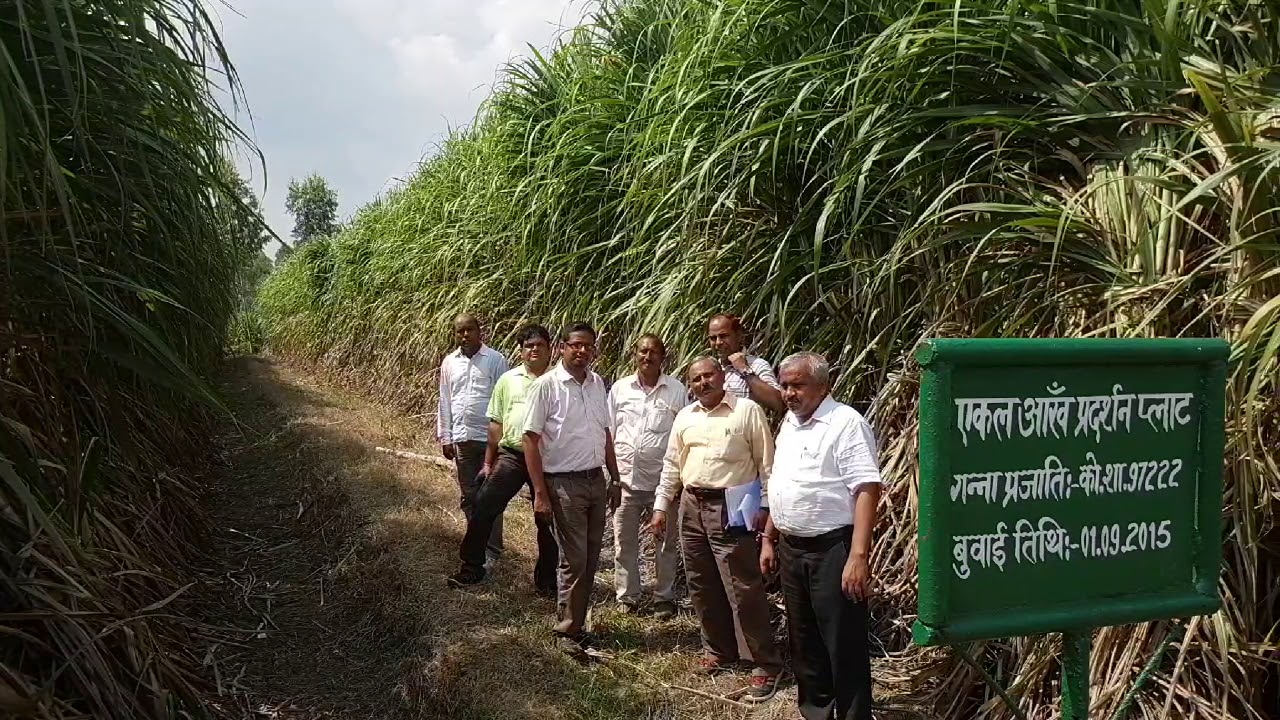 गन्ने को गिरने से रोकने के बधाई के कई तरीके