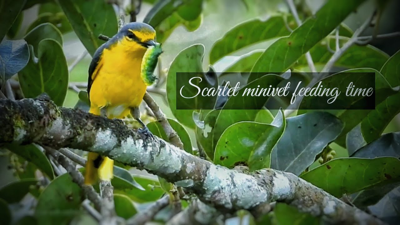 Scarlet Minivet Female-BIRDS OF KERALA