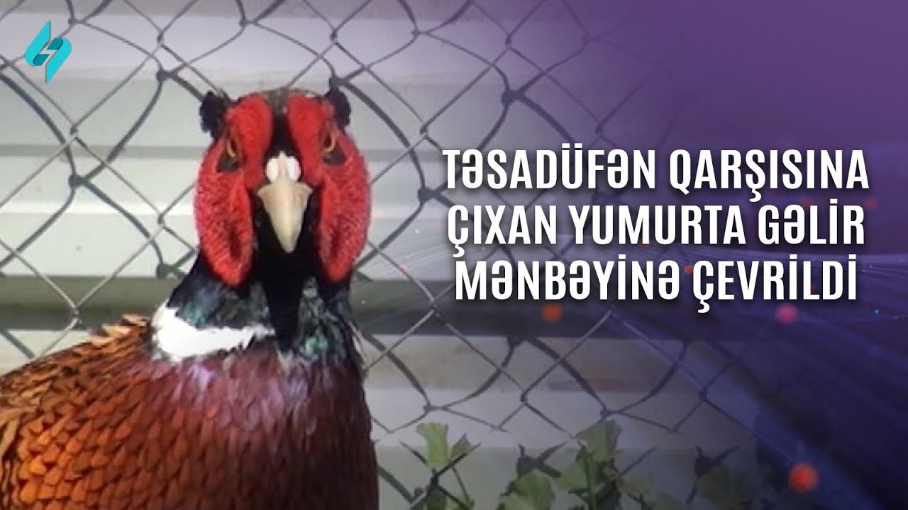 Təsadüfən qarşısına çıxan yumurta gəlir mənbəyinə çevrildi… | Kanal S Xəbər