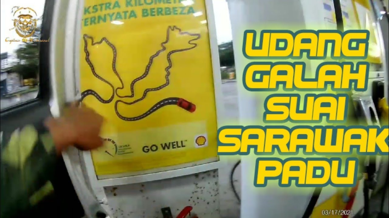AWAL PAGI D SINTAK UDANG GALAH SUAI || BAPAK SADO SIZE2 BESAR BAS