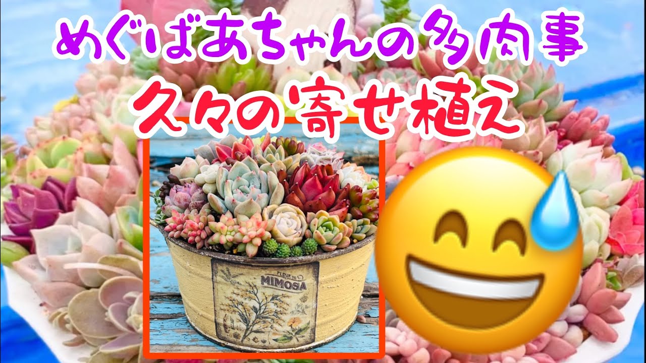🪴No453🪴多肉植物🪴久々の寄せ植え🪴めぐばあちゃんの多肉事👵🏻
