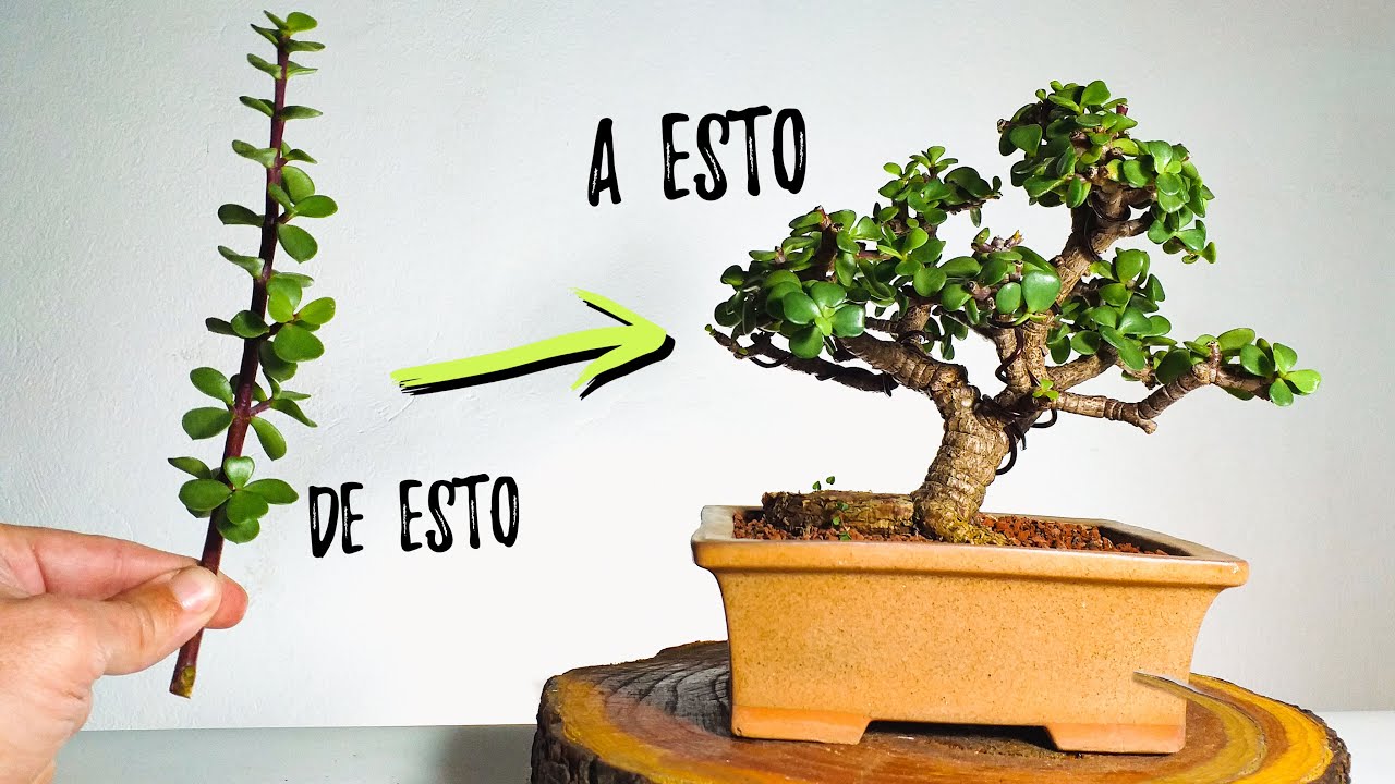 COMO HACER UN BONSAI DE PORTULACARIA AFRA ✅  De esqueje a bonsai 💯