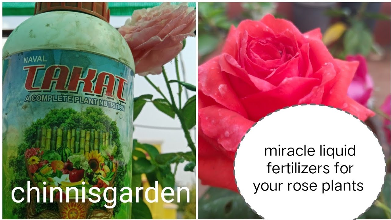 March month rose care for healthy growth in High temperature #rosecaring #ytvideoes 