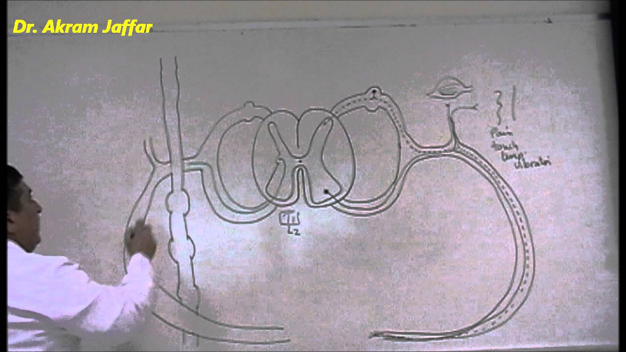 Анатомия симпатической нервной системы - часть 1