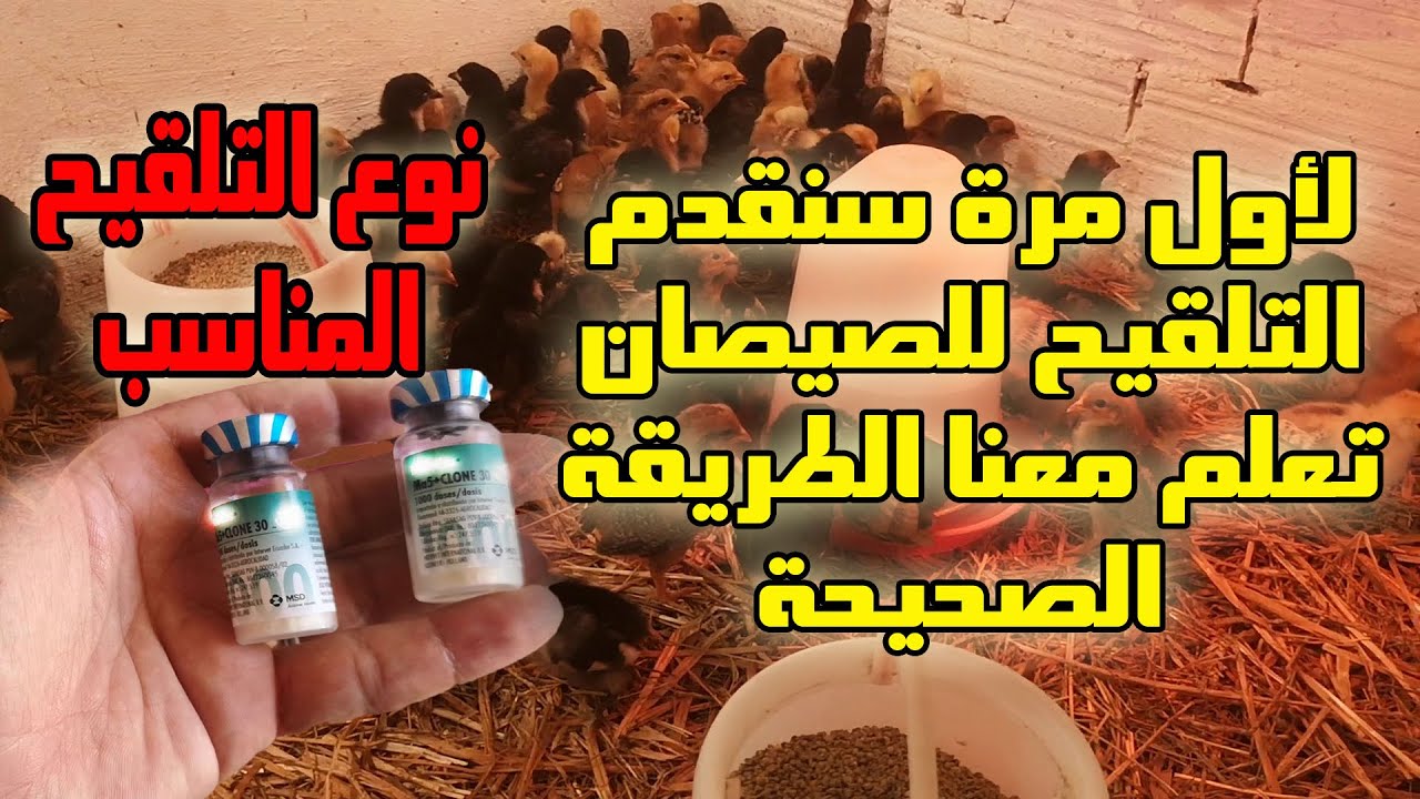 مشروع تربية الدجاج - معلومات مهمة عن تلقيح الصيصان والدجاج
