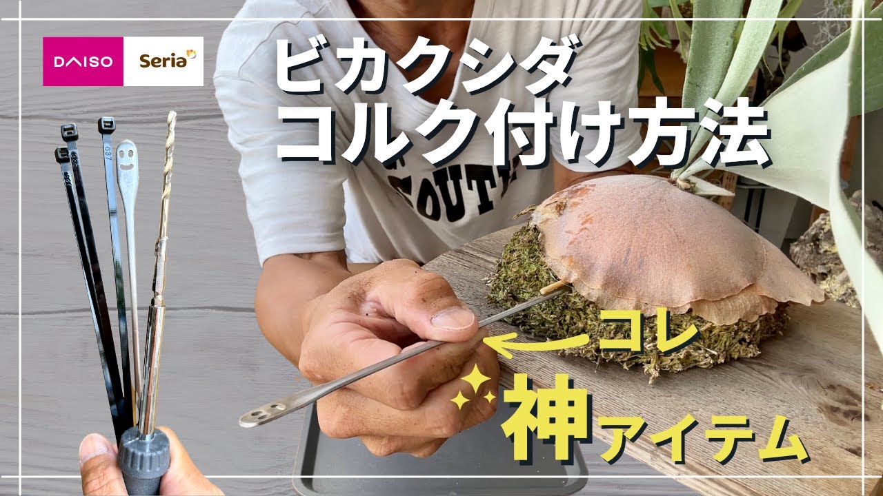 ビカクシダのコルク付け100均の神アイテムで誰でも簡単に出来ます！