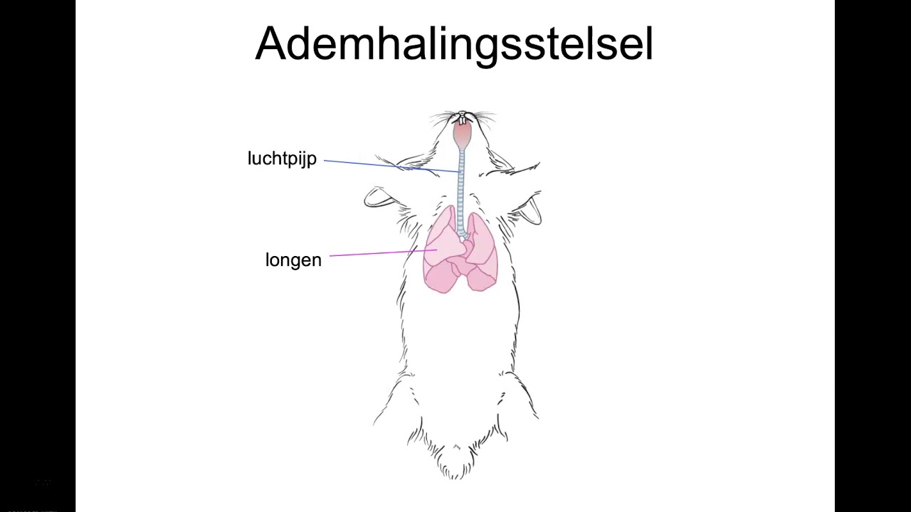 Stelsels en organen