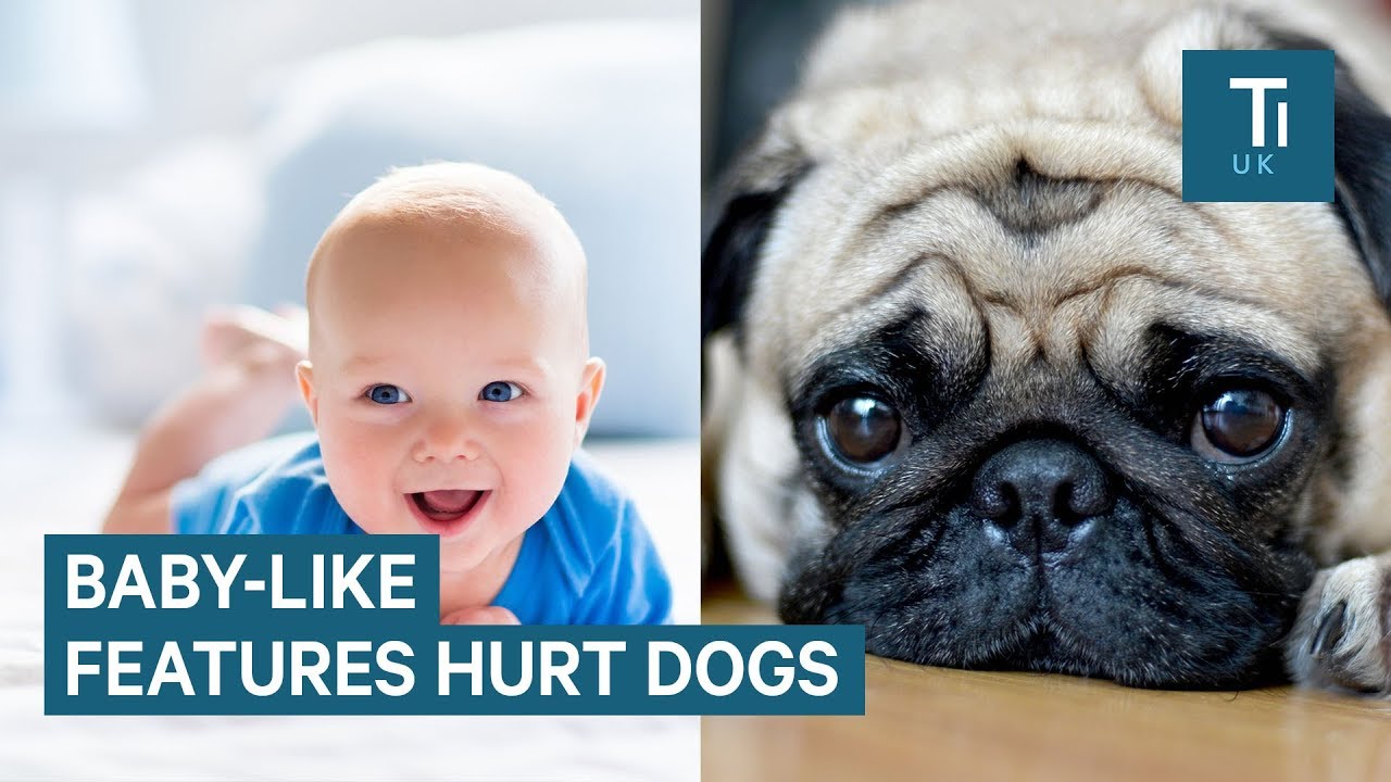 Why selective breeding is harming our pets