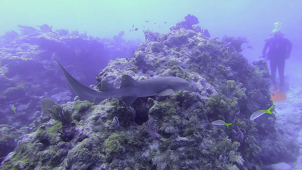 Key Largo, Florida - Molasses Reef - March 2021 Sun Sports Charter and Scuba - GoPro