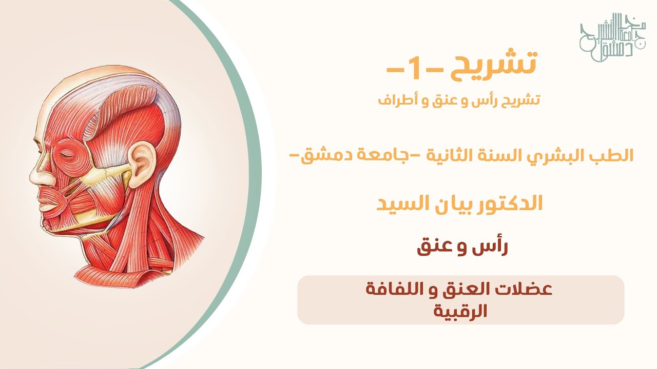 تشريح 1 | عضلات العنق و اللفافة الرقبية |د.بيان السيد